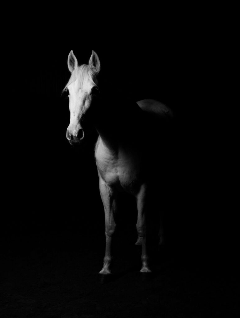 Mysterious Equine Silhouette: Majestic White Horse Captured in iPhone Wallpaper