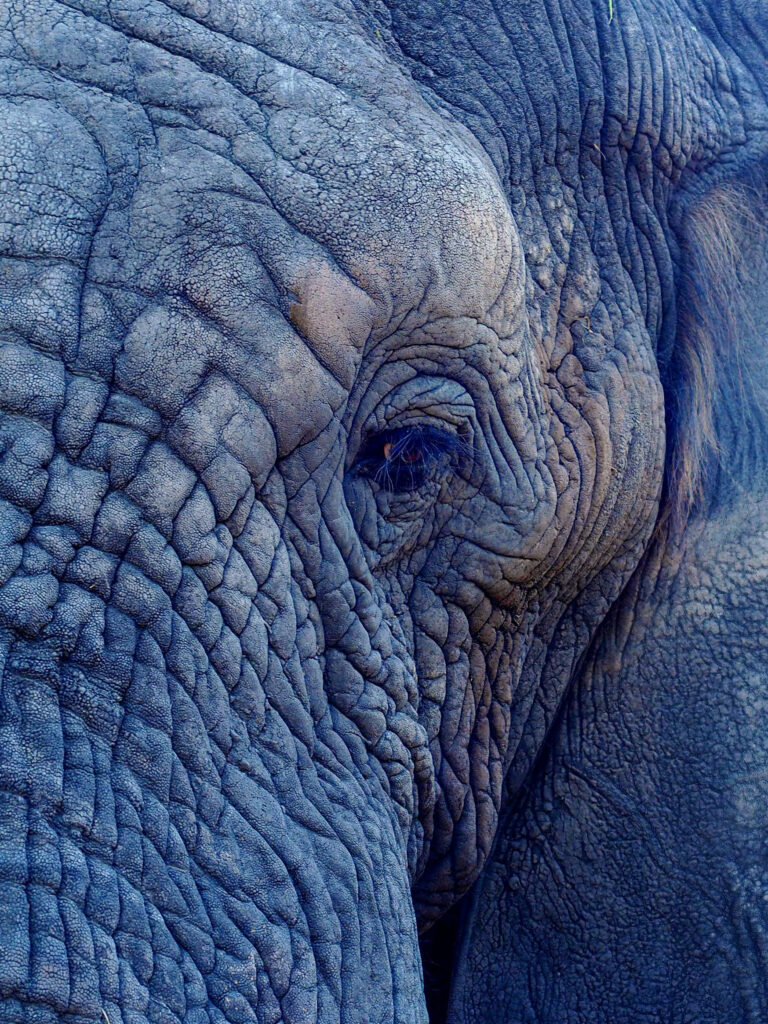 Majestic Elephant Close-Up Wallpaper: Textured Skin & Expressive Eye