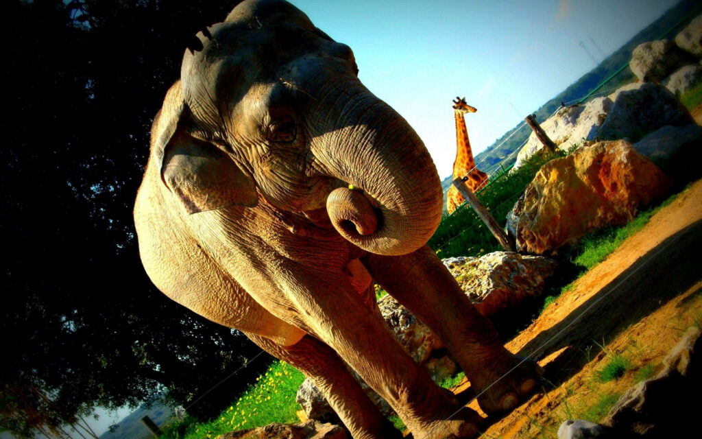 Majestic Elephant & Giraffe Wallpaper: Serene Nature Background