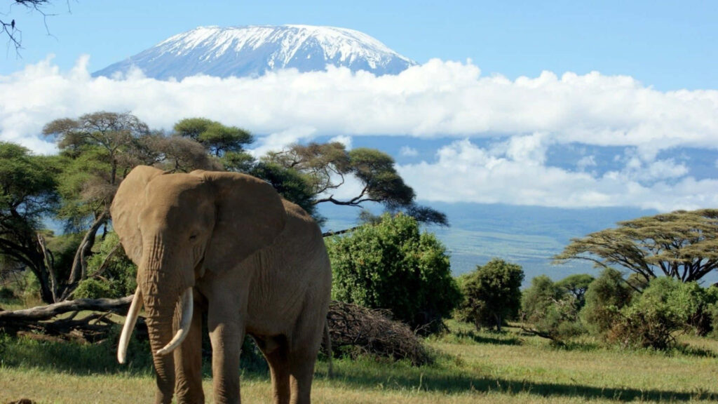 African Wildlife: Majestic Elephant & Kilimanjaro Wallpaper Background