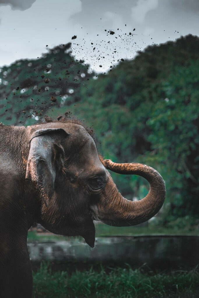 Majestic Elephant in Lush Forest HD Wallpaper: Joyful & Serene Scene