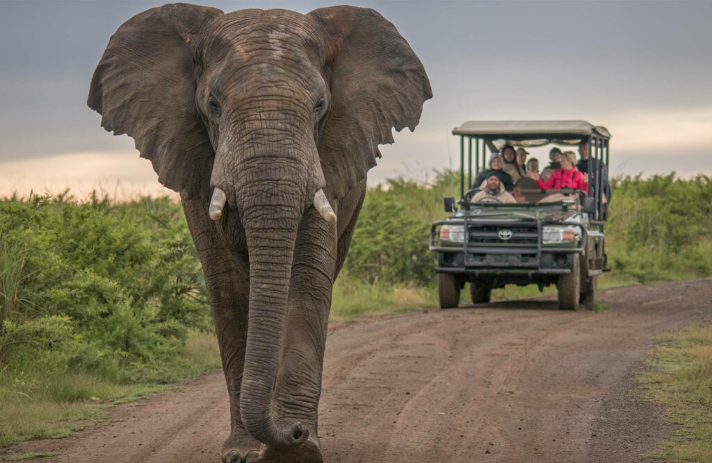 Majestic Elephant on Dirt Road: Safari Views in Lush Landscape Wallpaper