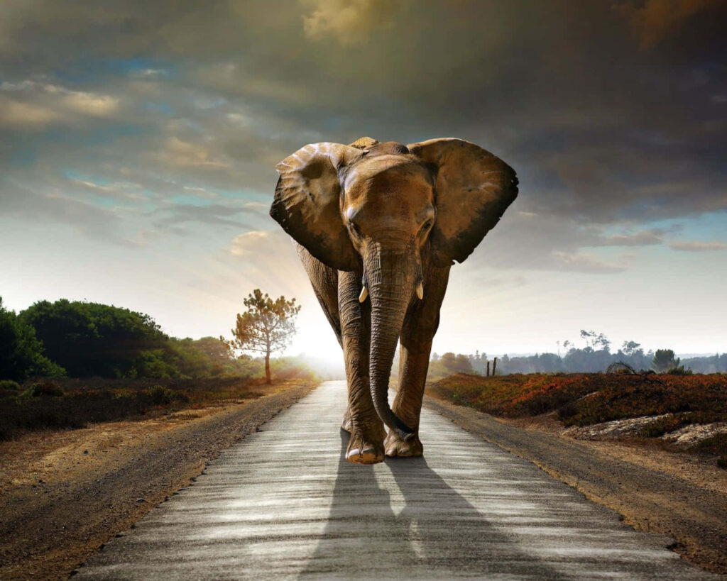 Majestic Elephant Walking on Rural Road - Dramatic Sky Background Wallpaper