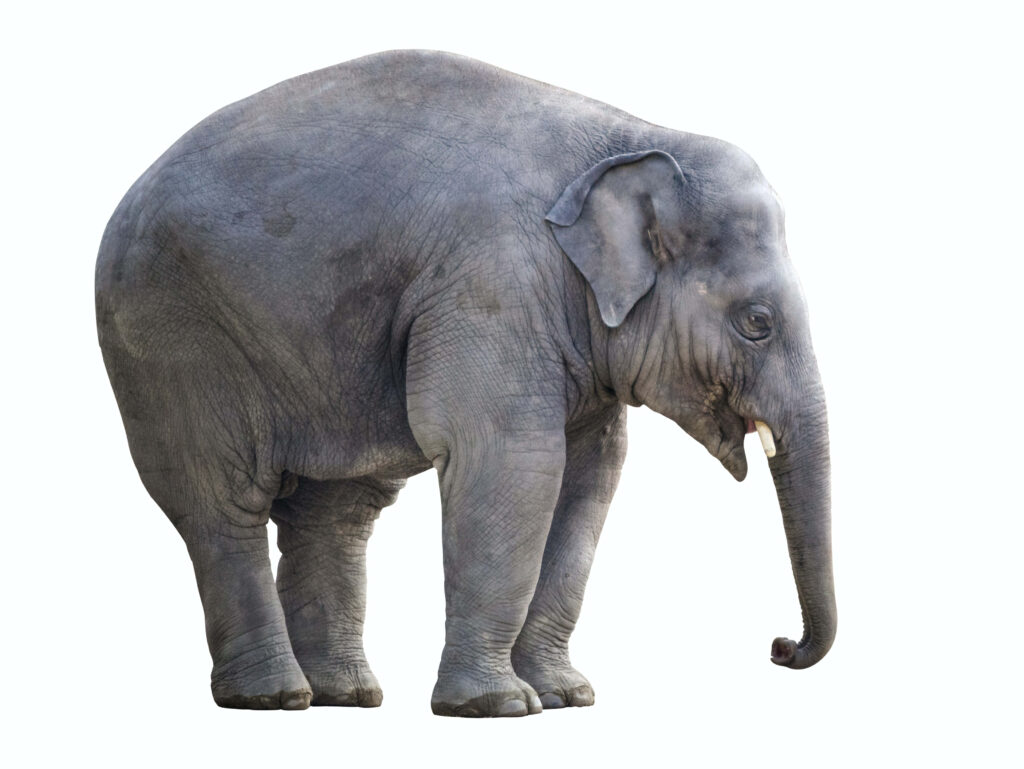 Majestic Elephant Wallpaper: Strength & Grace on a Plain Background