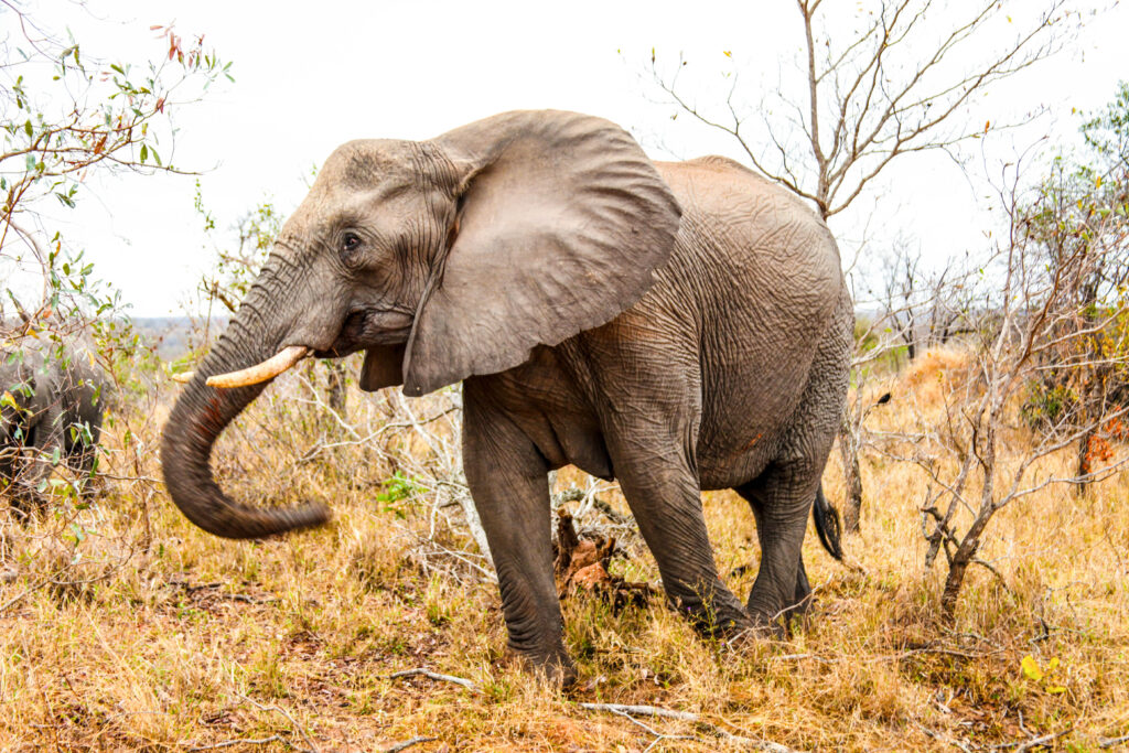 Majestic Elephant Strolling Through Grassy Landscape Wallpaper