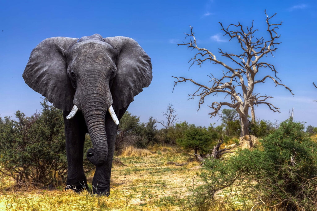 Majestic Elephant in Okavango Delta: Vibrant Wilderness Wallpaper
