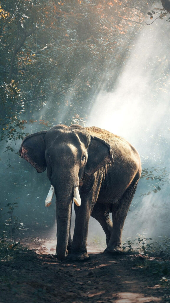 Tranquil African Elephant Wallpaper: Serene Forest Background