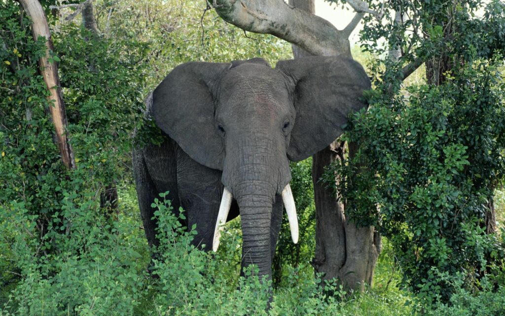 Majestic Elephant Amid Lush Greenery - 1920x1200 Wallpaper Background