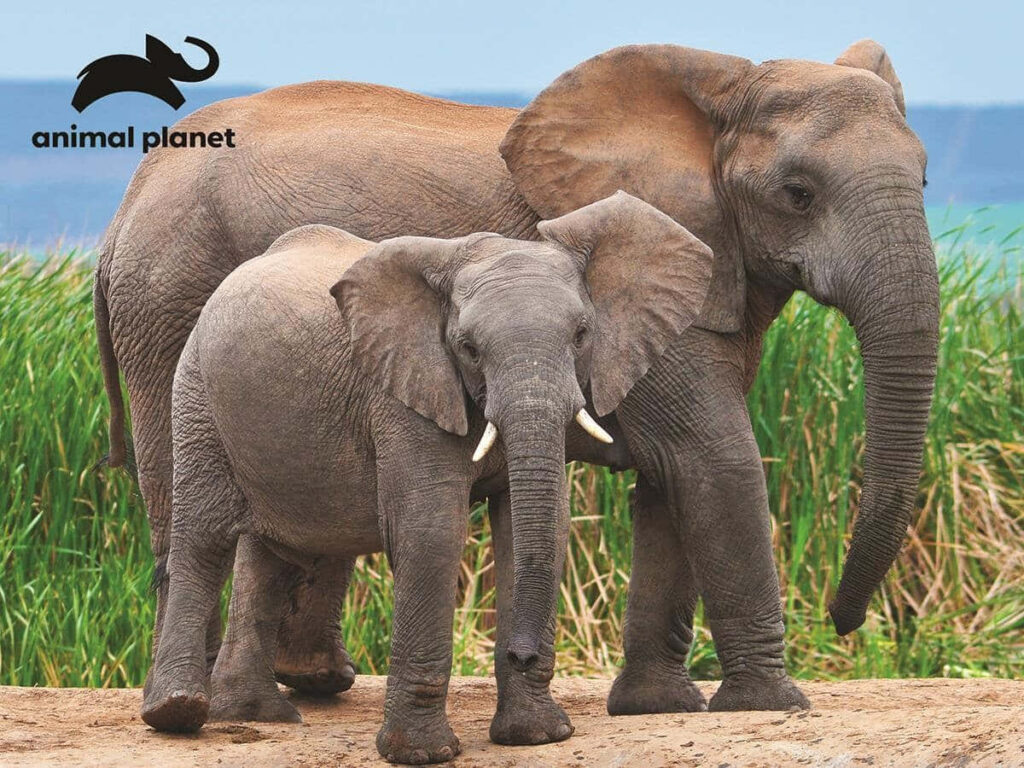 Elephants in Lush Greenery - Stunning Wallpaper by Animal Planet