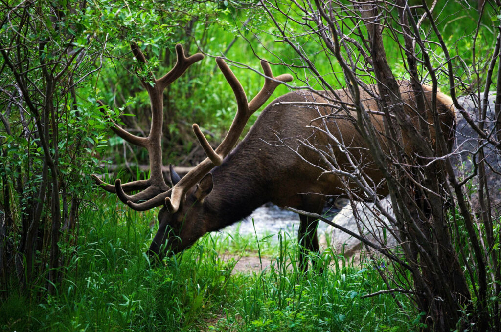 Majestic Elk Grazing in Serene Forest - Nature Wallpaper Background