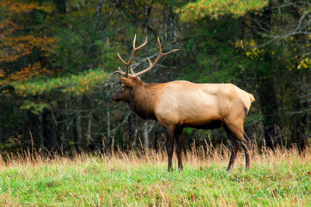 Majestic Elk in Lush Grass: Serene Nature Wallpaper Background