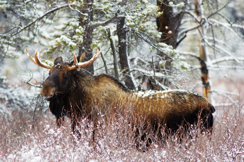 Majestic Elk Amidst Snowy Trees - Serene Winter Wallpaper