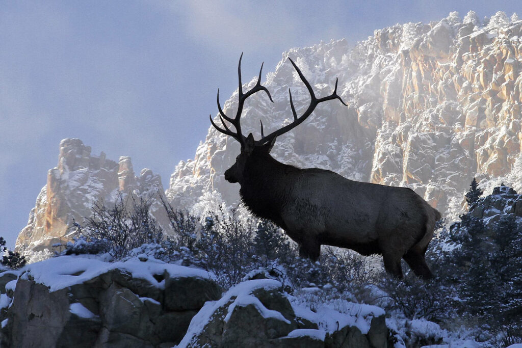 Majestic elk with large antlers on snowy ridge against sunlit rugged mountains winter landscape Wallpaper