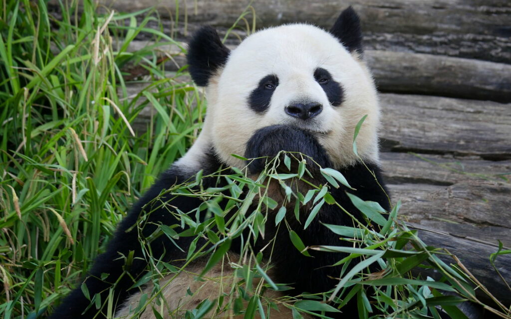 Breathtaking HD Wildlife Wallpaper: Majestic Big Panda amidst Cute Wild Animals