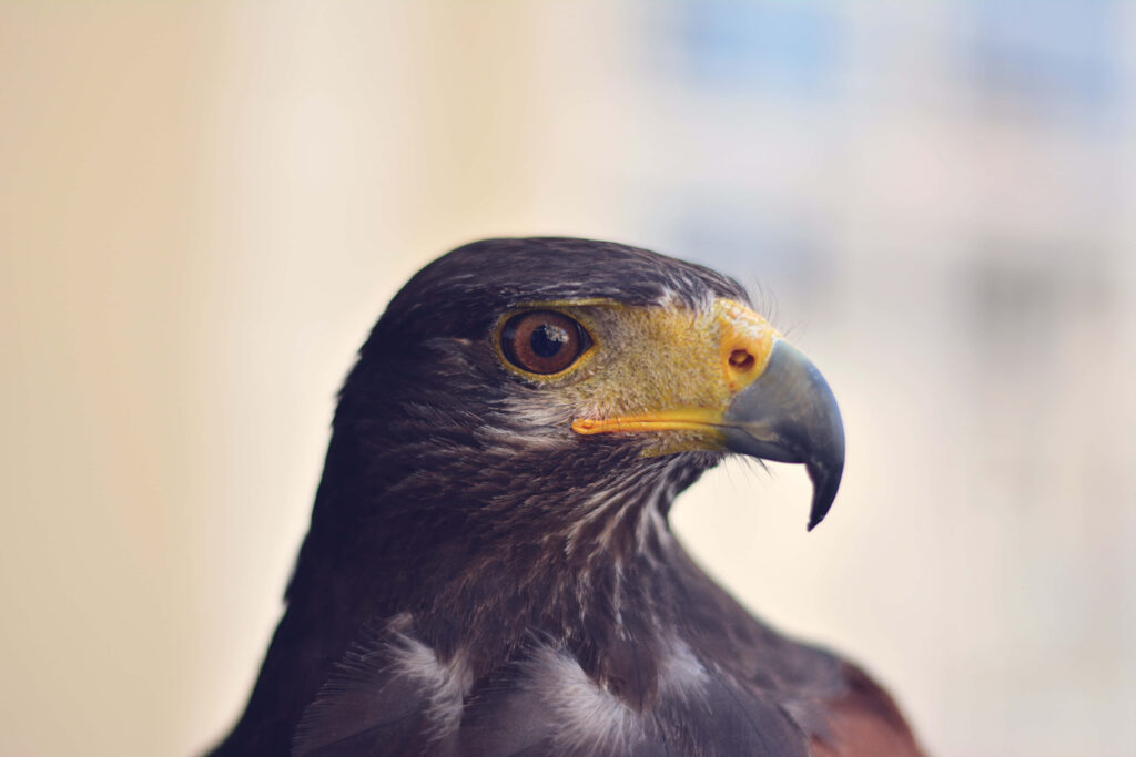 Close-up portrait of a majestic falcon with sharp beak piercing eyes and sleek brown feathers Wallpaper