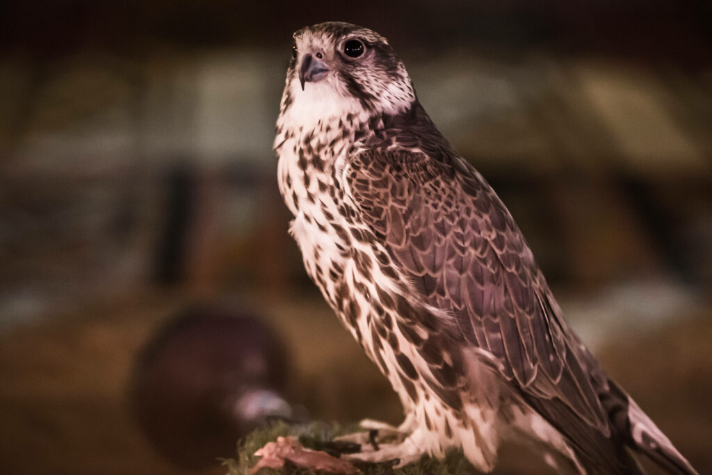Close-up of a majestic falcon with sharp brown and white feathers against blurred earthy background Wallpaper