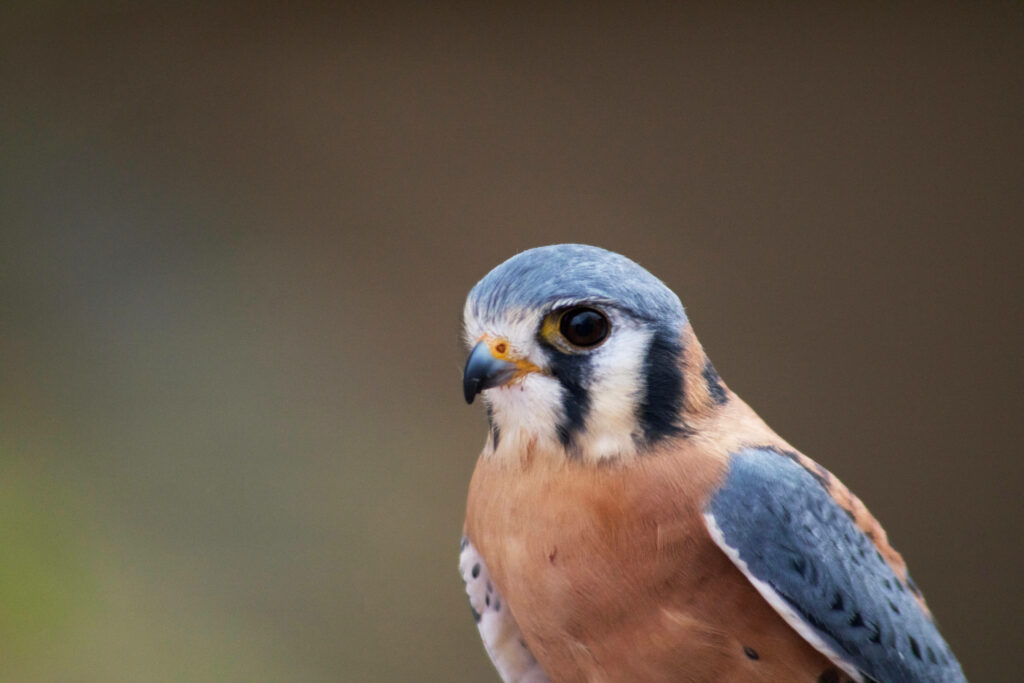 Close-up of falcon with blue cream and chestnut feathers intense gaze natural earthy wallpaper