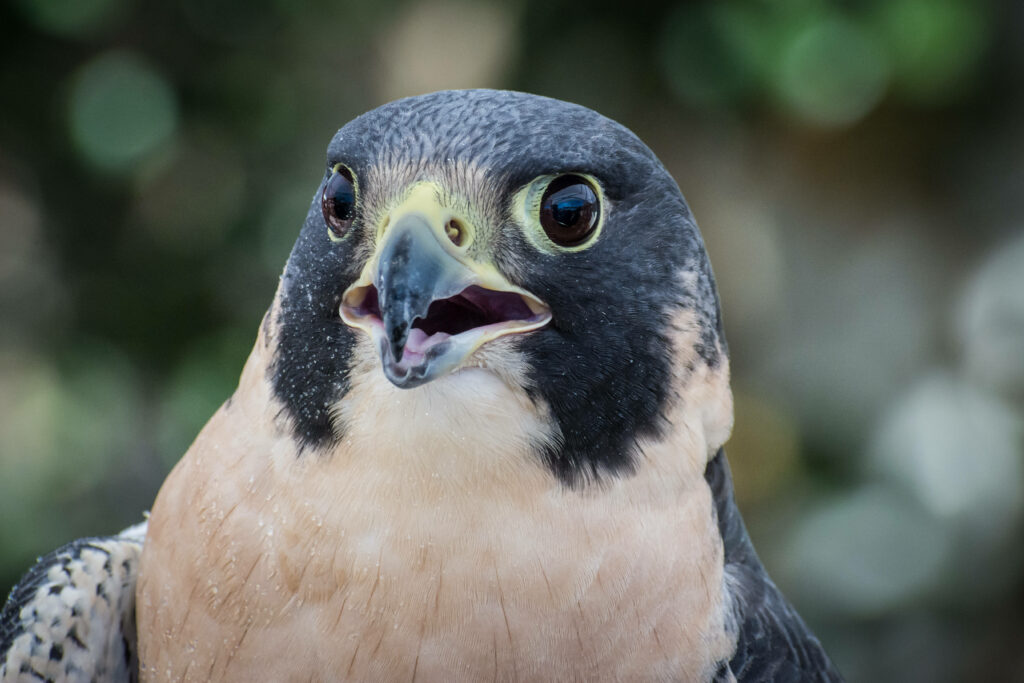 Close-up of majestic falcon with golden eyes and detailed gray beige feathers high resolution wallpaper