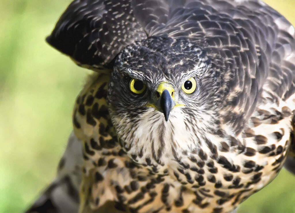 Close-up of majestic falcon with intense yellow eyes sharp beak detailed brown white feathers Wallpaper
