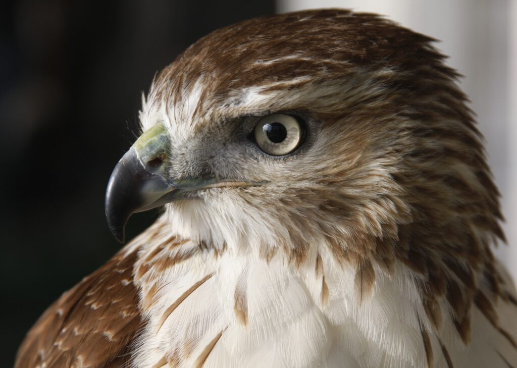 Stunning Falcon Close-Up: Detailed Feathers & Sharp Eyes Wallpaper