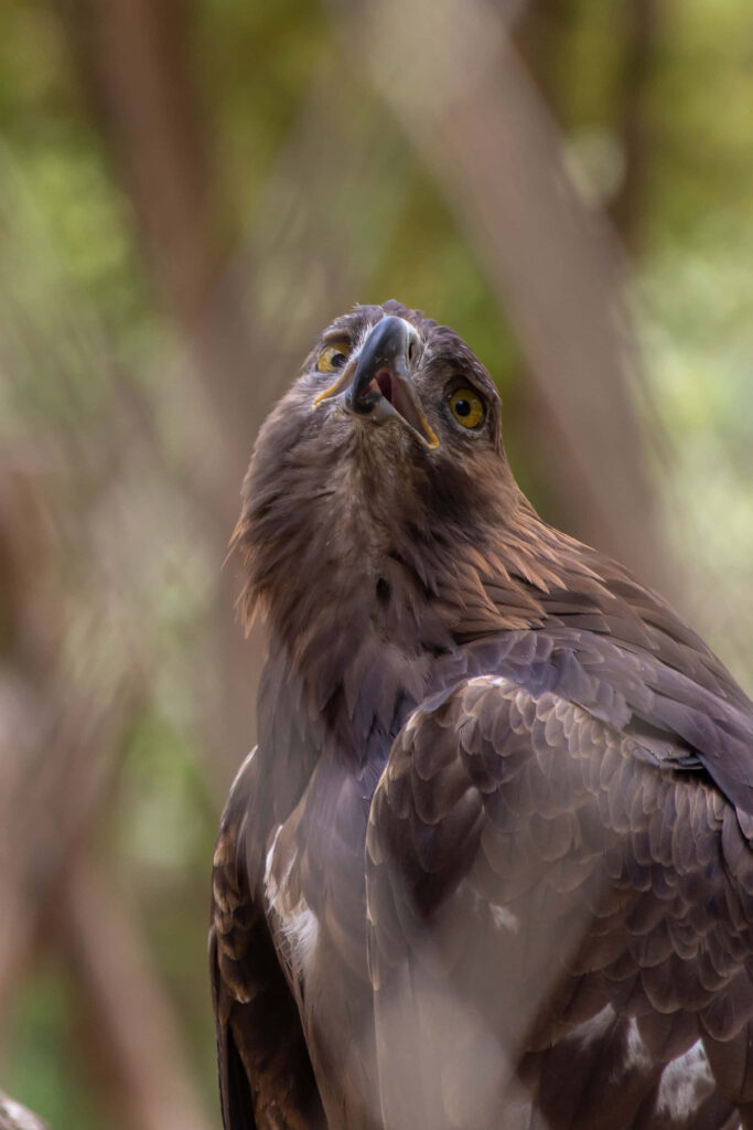 Close-up of majestic falcon with sharp gaze and detailed feathers on natural blurred background Wallpaper