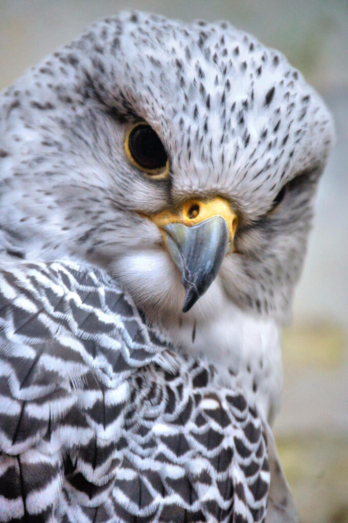 Close-up of a falcon with sharp yellow eye and detailed white gray and black feathers wallpaper