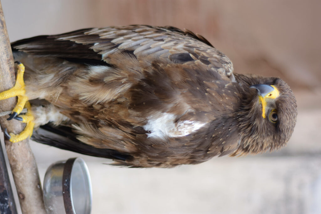 Close-up of a majestic falcon with sharp yellow beak perched on metal structure detailed feathers Wallpaper