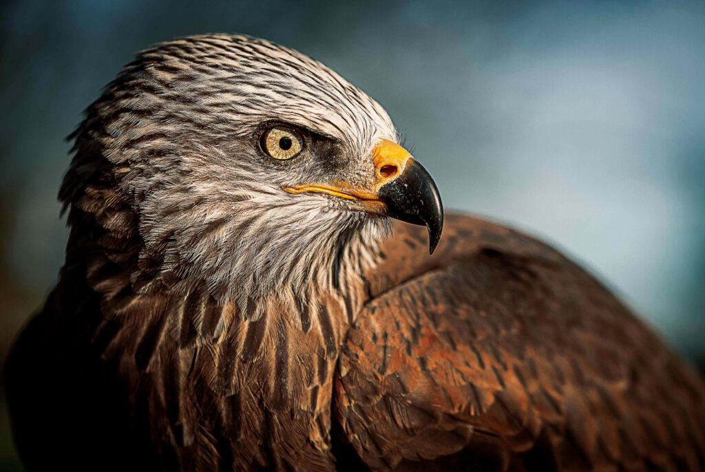 Close-up of majestic falcon with sharp yellow eye detailed brown grey feathers powerful beak wallpaper