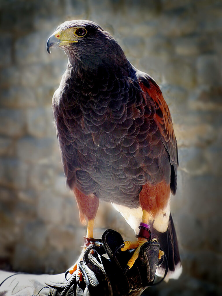Majestic falcon perched on gloved hand with sharp beak and detailed brown reddish feathers Wallpaper