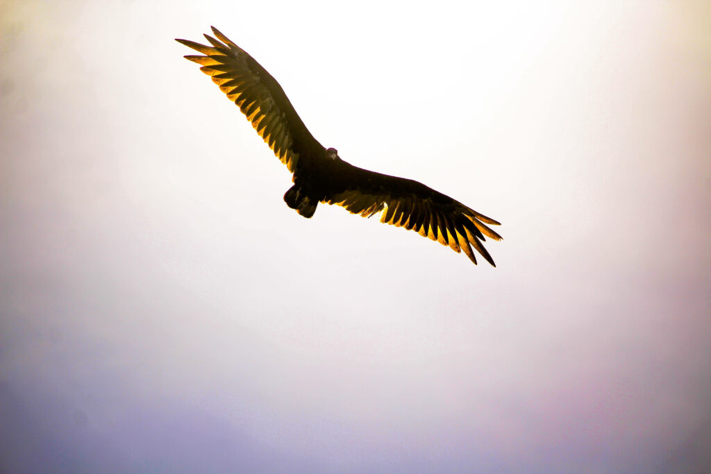 Majestic falcon soaring with wings outstretched in golden sunlight against bright sky background Wallpaper