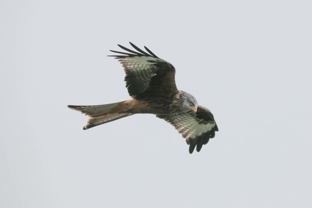 Falcon soaring with wide wings showing detailed brown black gray feathers against pale sky Wallpaper
