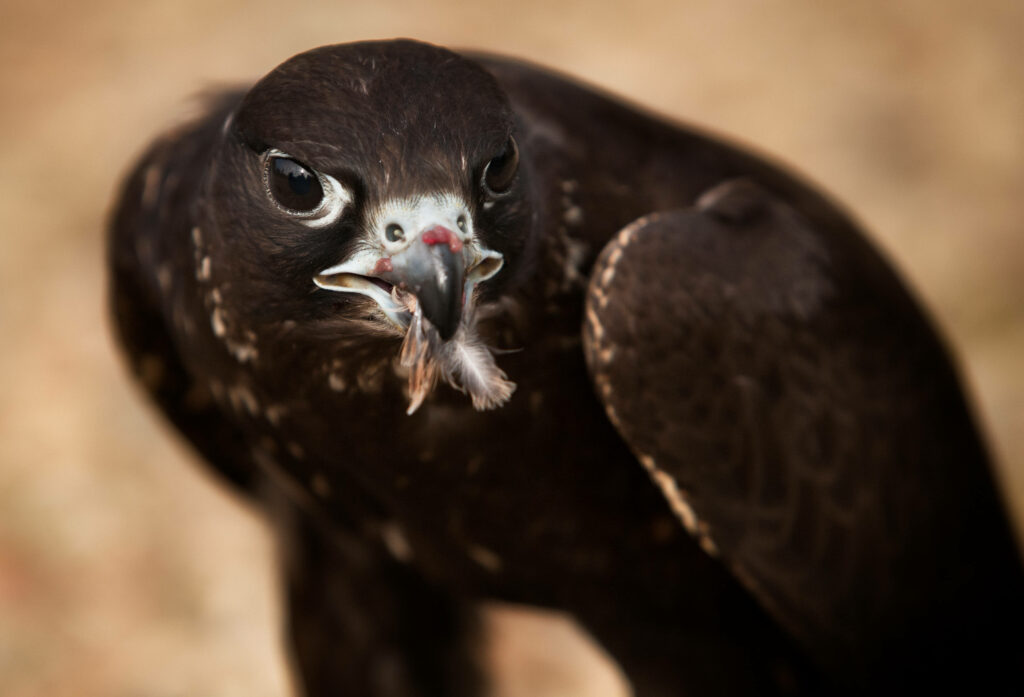 Close-up of a fierce falcon with sharp feathers intense gaze and powerful beak on blurred background Wallpaper
