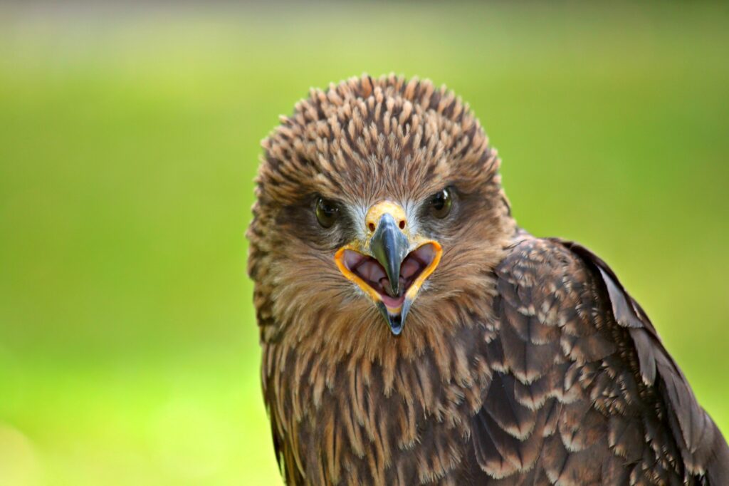 Majestic Falcon Close-Up Wallpaper: Elegant Power & Fierce Beauty