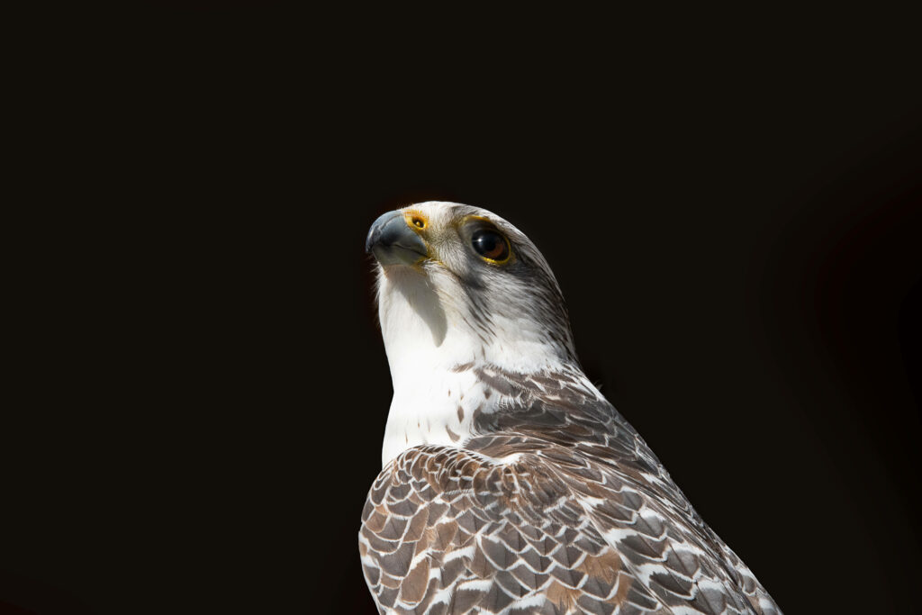 Majestic falcon with detailed feathers and piercing eyes on deep black minimalist wallpaper background