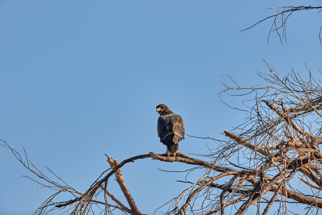 Majestic Falcon Perched on Branch - Serene Nature Background Wallpaper