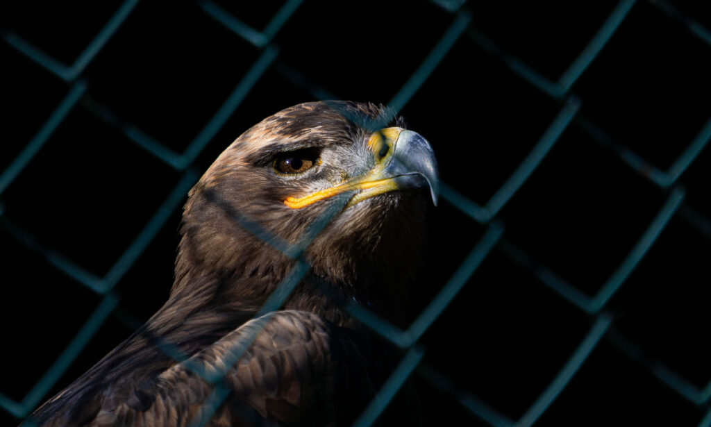 Majestic falcon with piercing eyes and brown feathers against black background with fence pattern Wallpaper