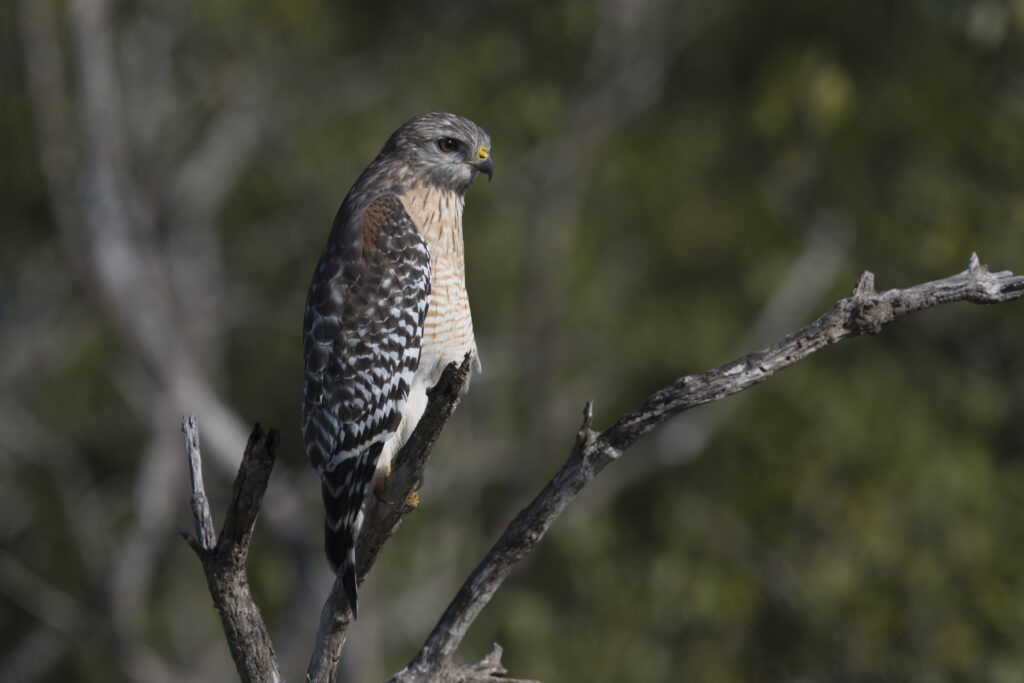 Majestic Falcon on Tree Branch: Intricate Feathers & Green Background Wallpaper