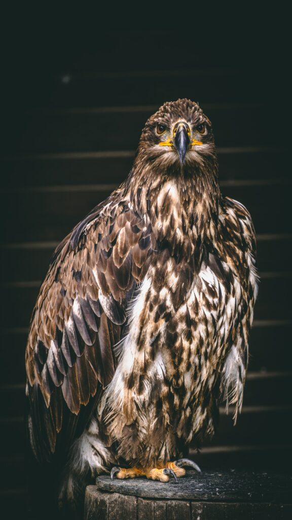 Majestic Falcon Wallpaper: Elegant Predator on Dark Background