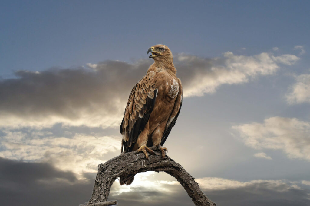 Majestic falcon perched on branch glowing in golden sunset with dramatic cloudy sky background Wallpaper