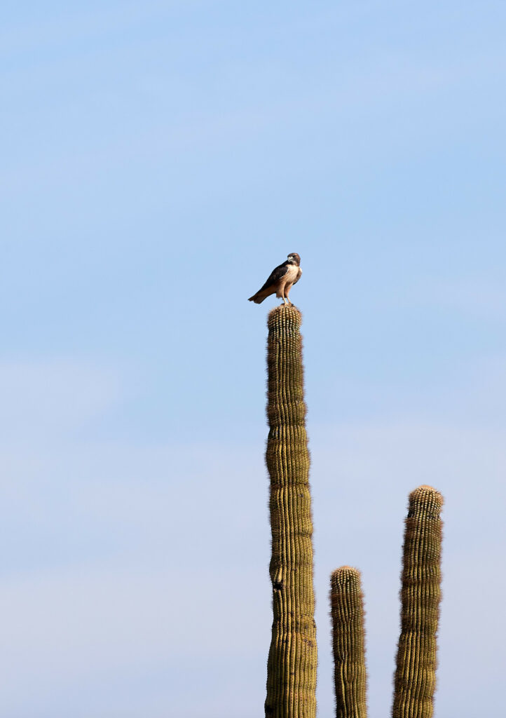 Majestic Falcon on Cactus: Desert Beauty & Predatory Birds Wallpaper