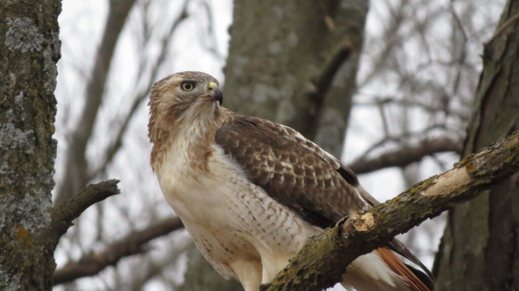 Majestic falcon perched on tree branch with sharp gaze detailed brown and cream feathers winter forest Wallpaper