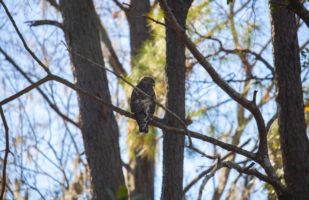 Majestic falcon perched on tree branch in sunlit forest with cool green foliage background Wallpaper