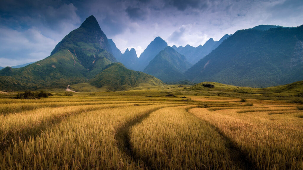 Captivating Vista: Exploring the Majestic Fansipan Mountain Range and Lush Farming Fields in Vietnam Wallpaper