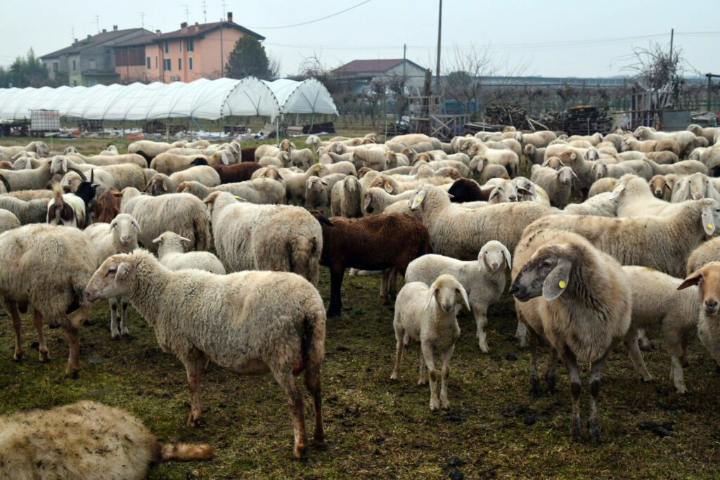 Majestic Flock: Captivating Farm Animals Roaming Vast Pastures Wallpaper