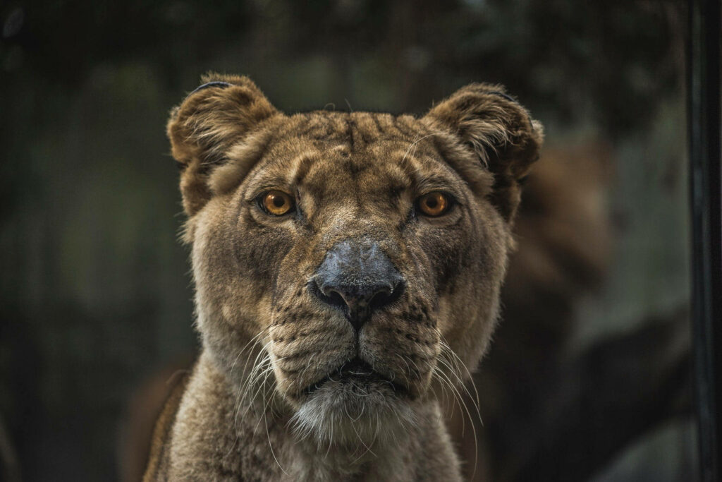 Majestic Female Lion Wallpaper: Intense Gaze for Laptop Background