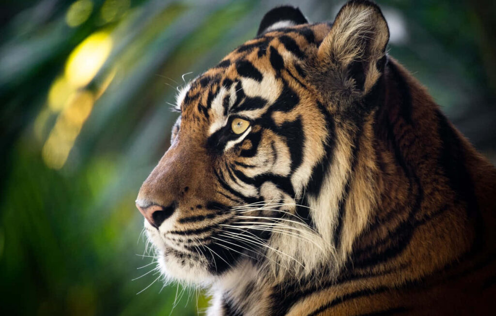 Majestic Tiger Profile Wallpaper: Fierce Gaze & Striking Stripes