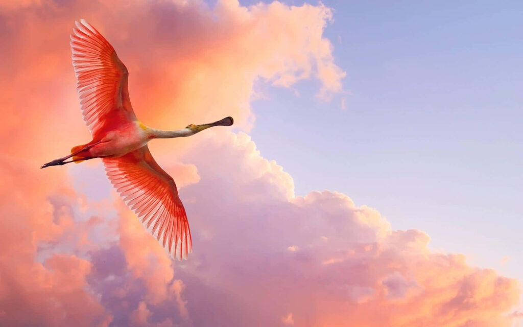 Majestic Flight Above Clouds: Vibrant Bird Wallpaper Background