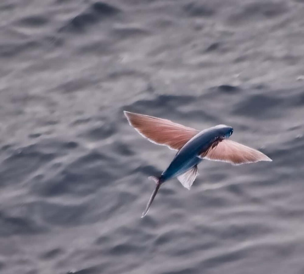 Majestic Flying Fish Wallpaper: Serene Ocean Background Scene