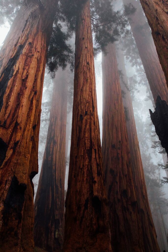 Foggy forest with towering tree trunks textured bark and misty upper branches wallpaper background