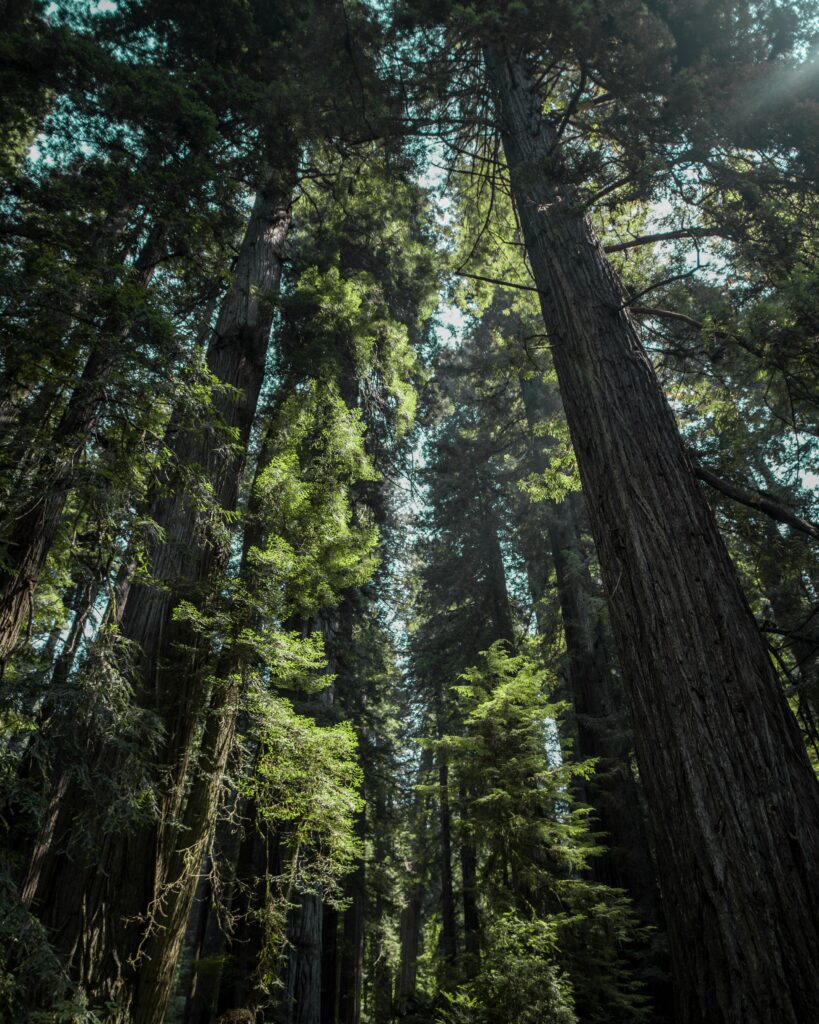 Bottom view of towering tree trunks and foggy green forest canopy with soft sunlight filtering Wallpaper